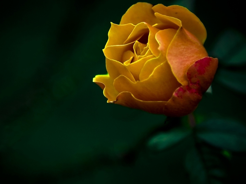 желтые розы бесплатно