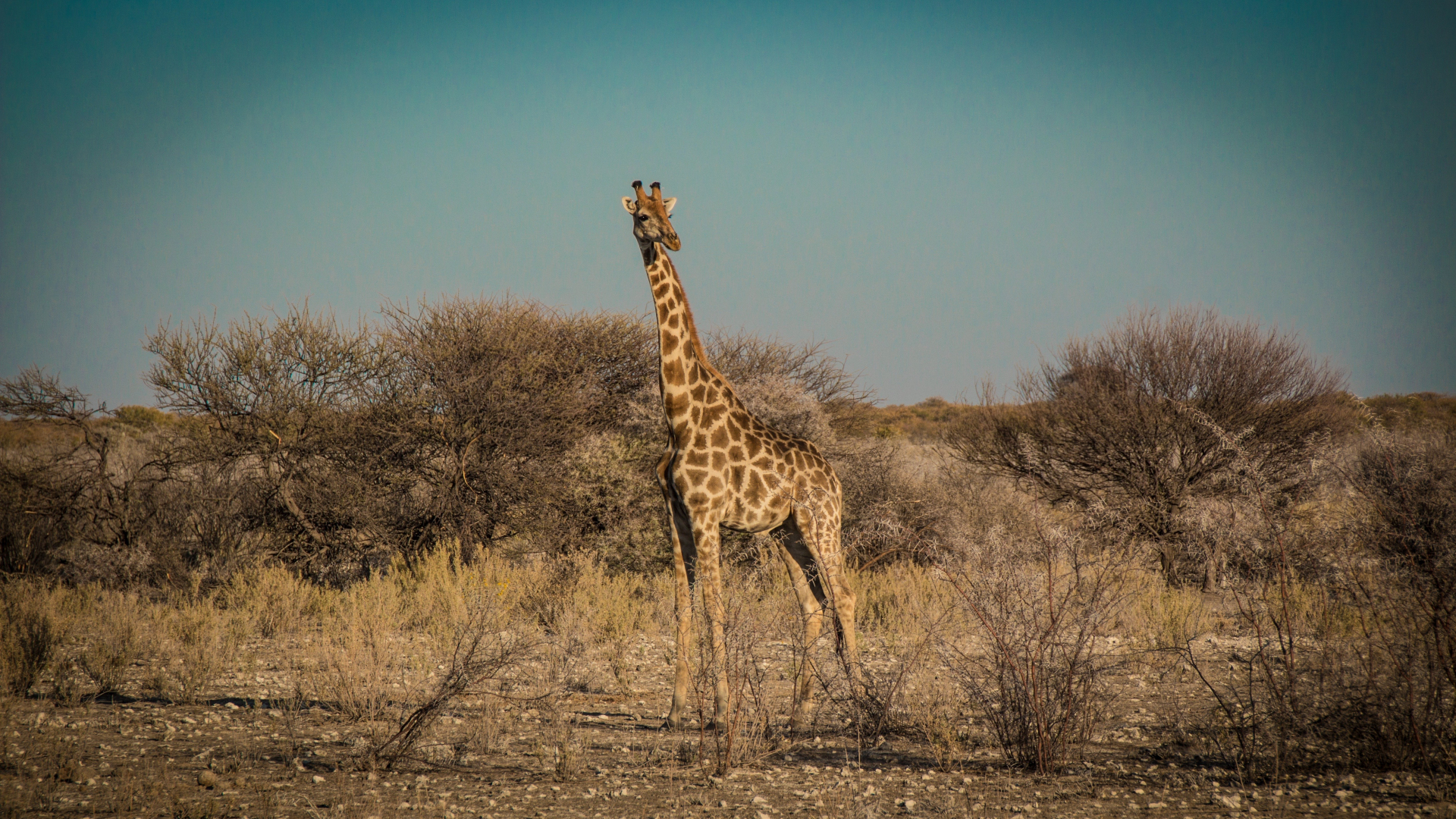 Thirsty Giraffes, Etosha National Park, Namibia без смс