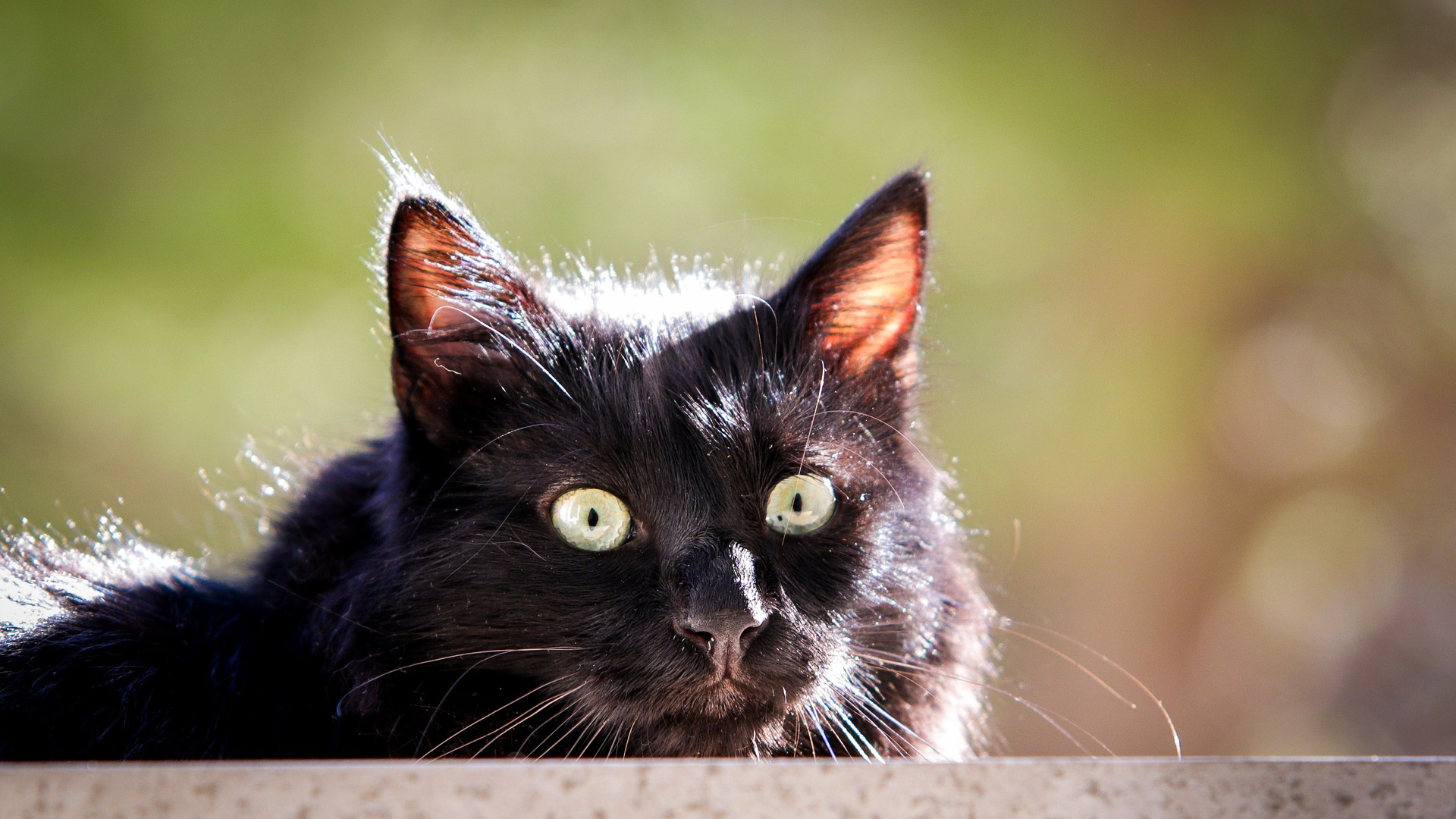 черный кот природа животные black cat nature animals скачать