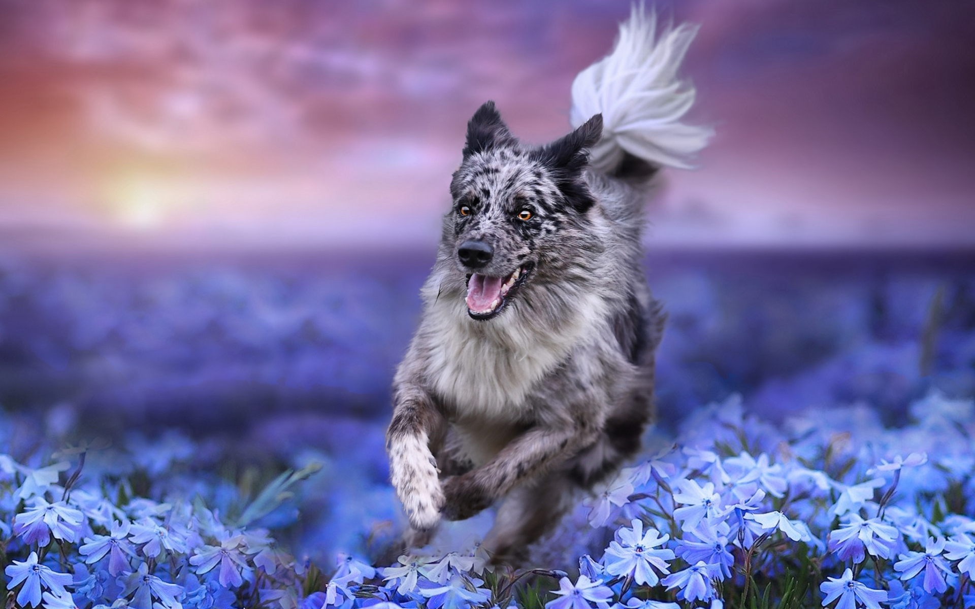 собака поле цветы бесплатно