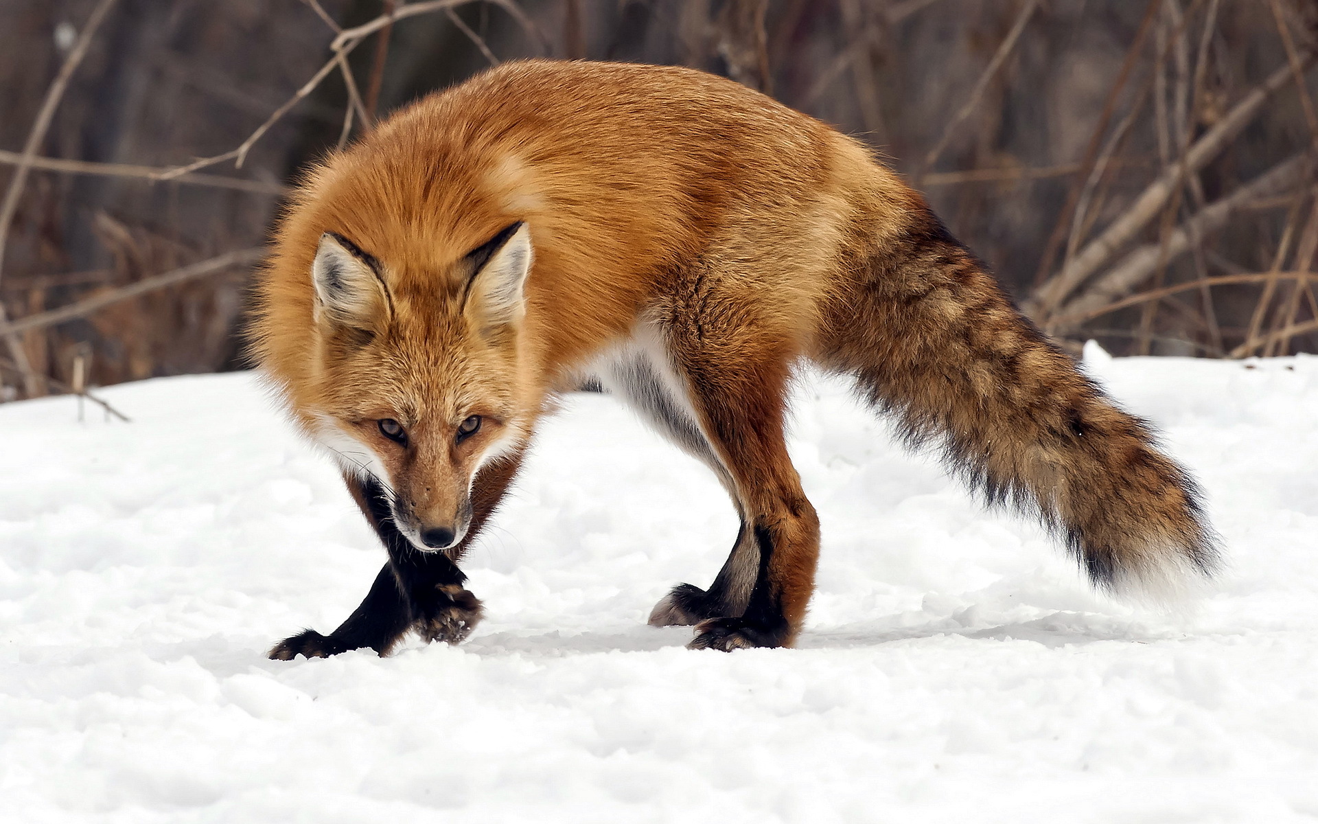природа животные лиса зима снег скачать